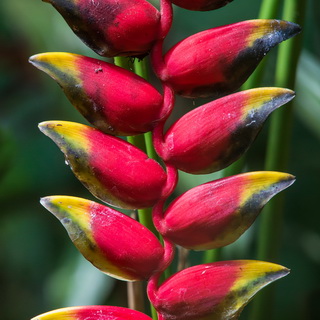 Selva Verde - Heliconia